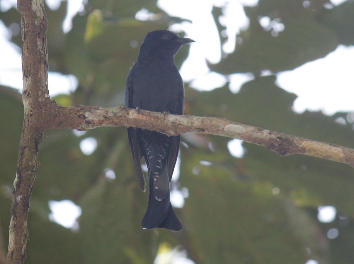 Square-tailed Drongo-Cuckoo - ML244651641