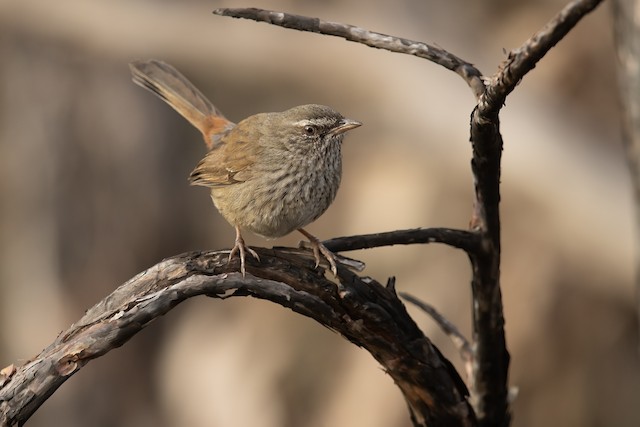 Chestnut Rumped Heathwren Ebird