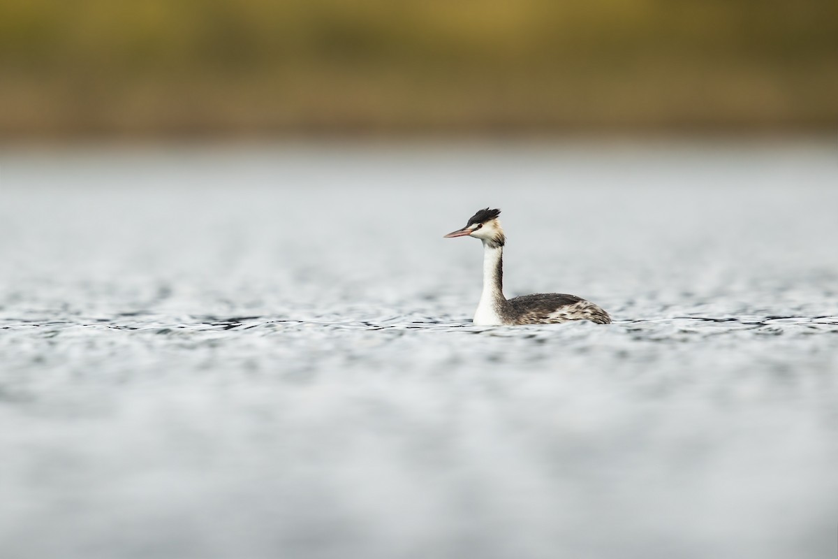 Great Crested Grebe - ML244656341