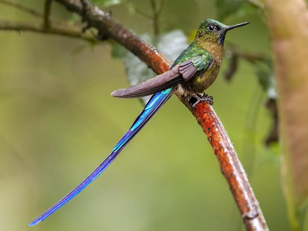 Violet-tailed Sylph - Andres Vasquez Noboa
