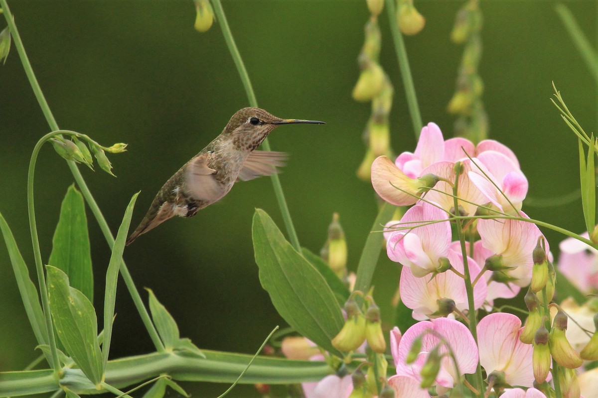 Anna's Hummingbird - ML244659721