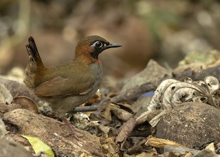  - Mayan Antthrush