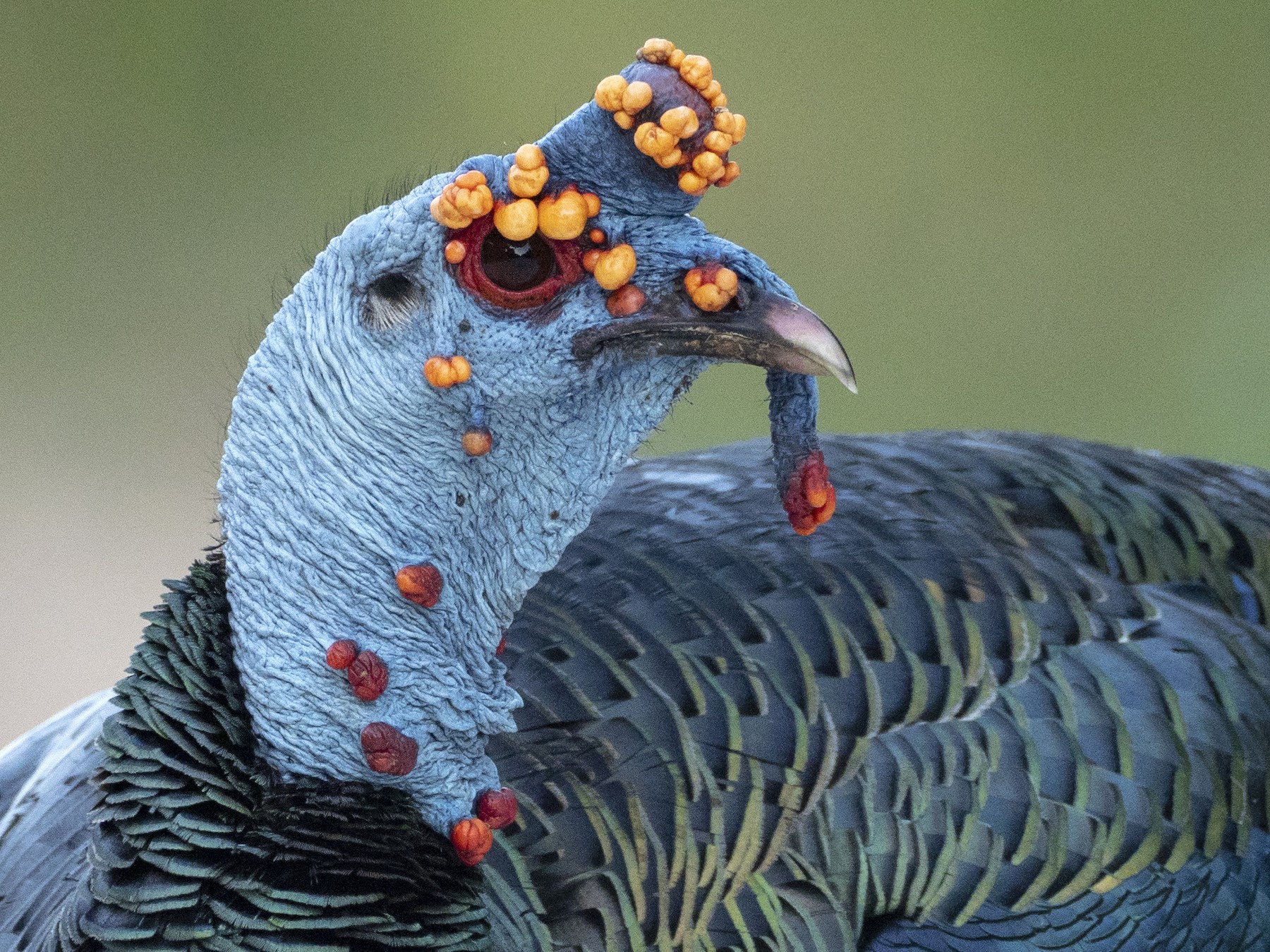 Ocellated Turkey - Andres Vasquez Noboa - Tropical Birding Tours