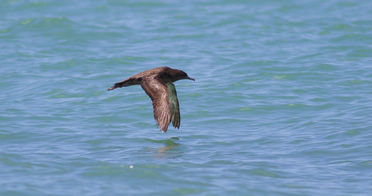 Sooty Shearwater - Marcello Gomes