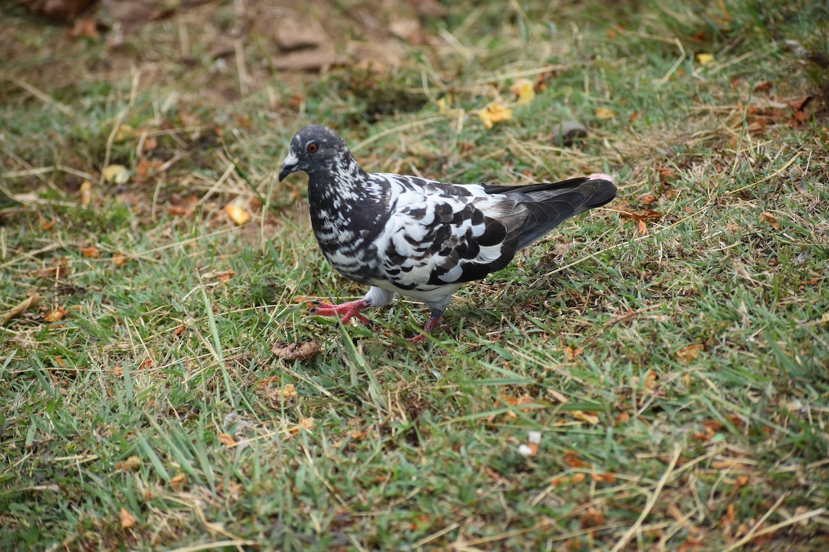 Rock Pigeon (Feral Pigeon) - ML244675511