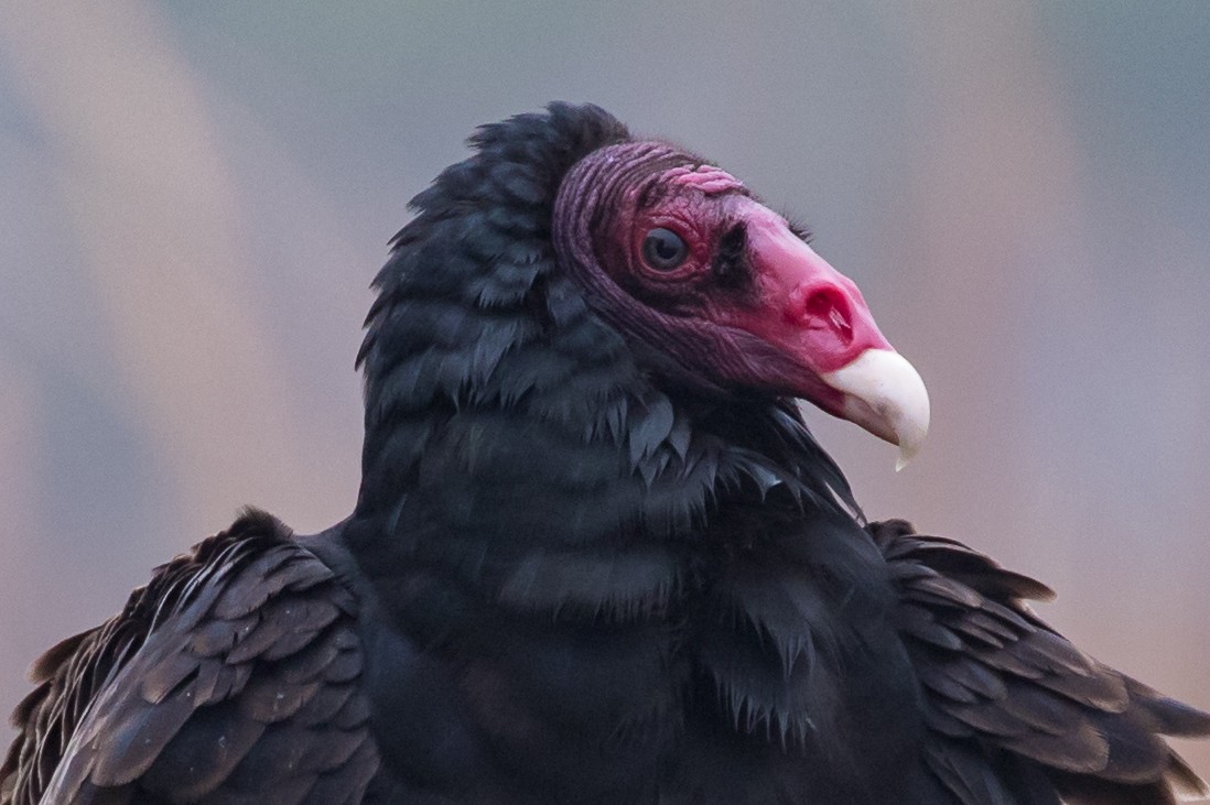 Turkey Vulture - Robert Lewis