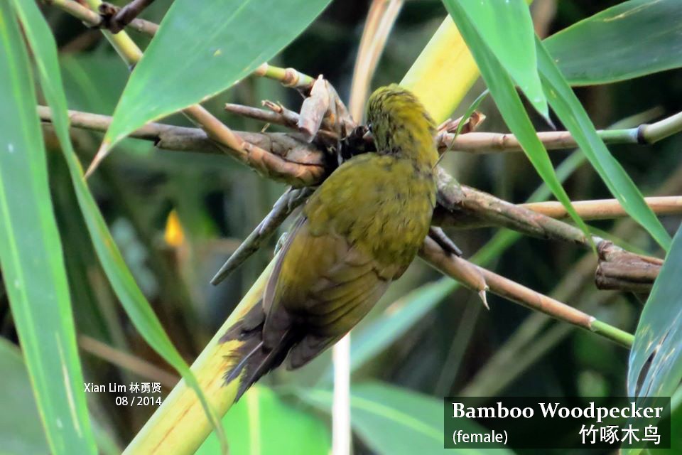 Bamboo Woodpecker - Lim Ying Hien