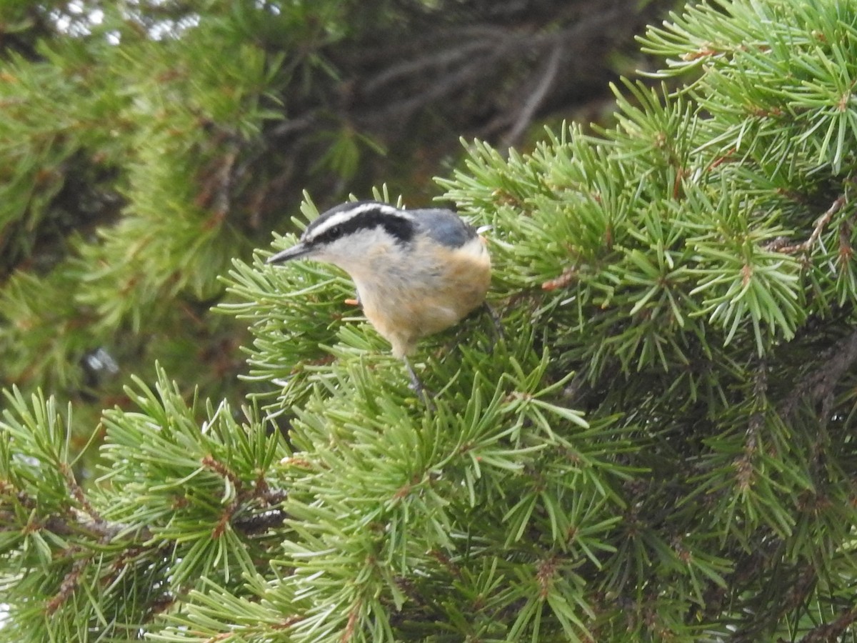 Red-breasted Nuthatch - ML244679481