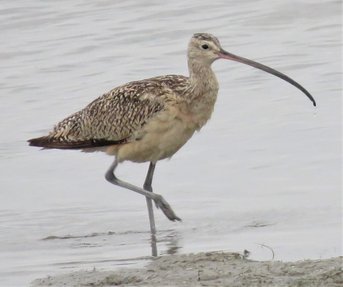 Long-billed Curlew - ML244679631