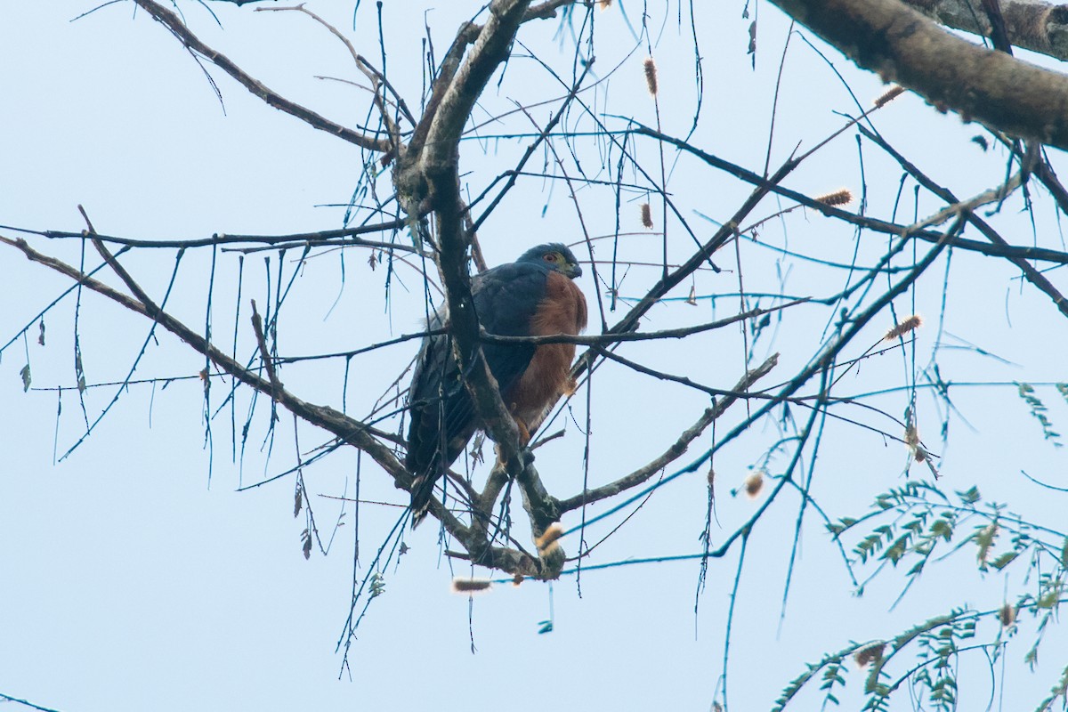 Double-toothed Kite - ML244681041