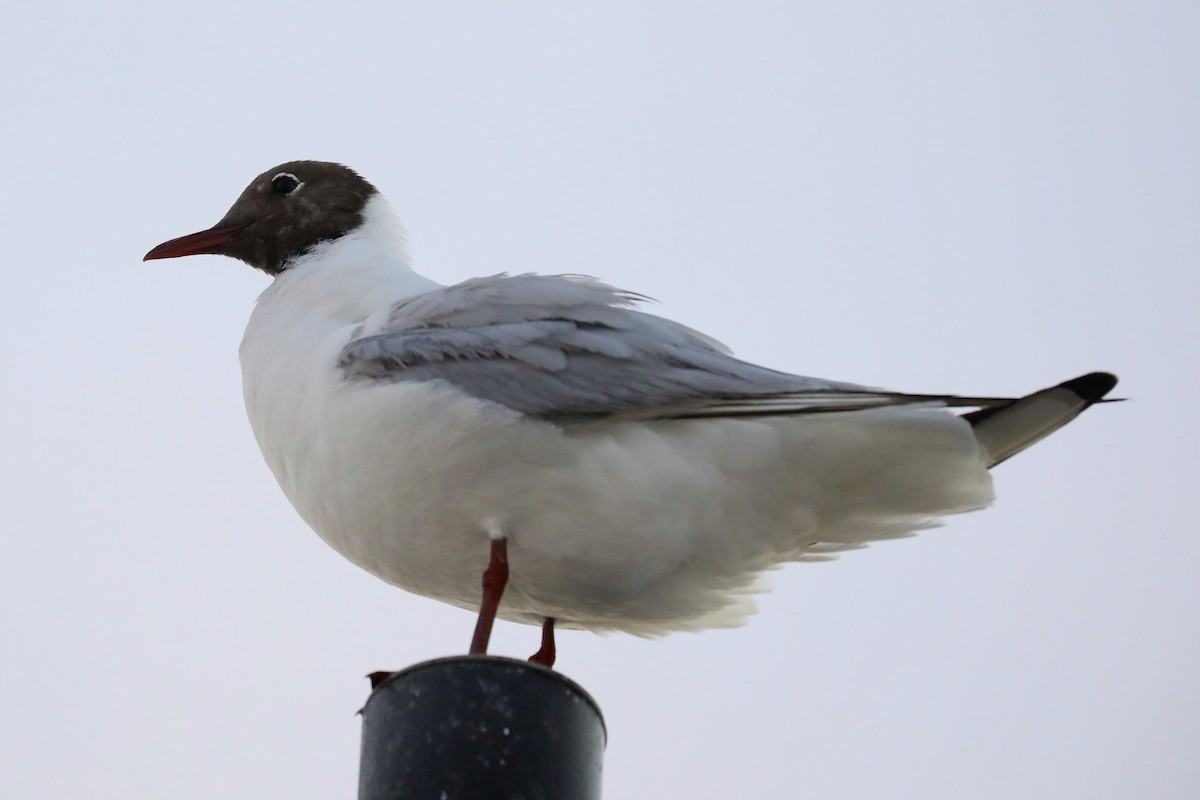 Mouette rieuse - ML244681241