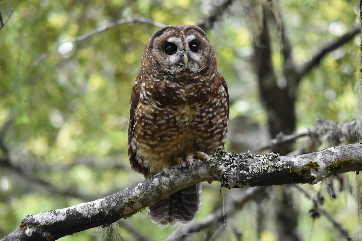 Spotted Owl - ML244685211