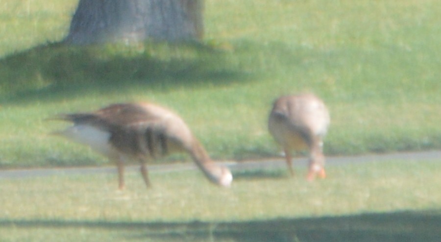 Greater White-fronted Goose - ML244687261