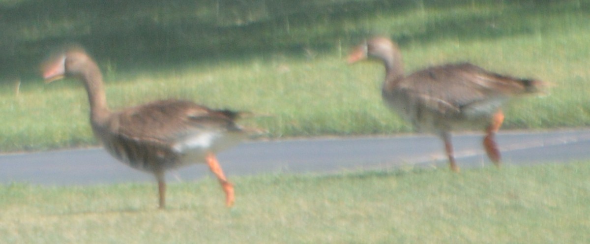 Greater White-fronted Goose - ML244687281