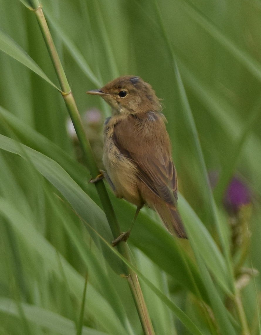 Common Reed Warbler - Colin Barrett