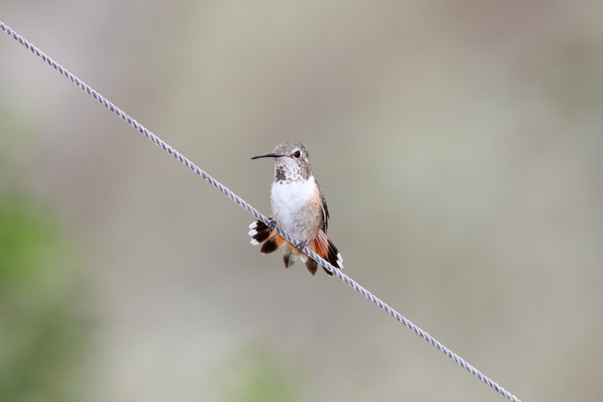 Allen's Hummingbird - Laurens Halsey
