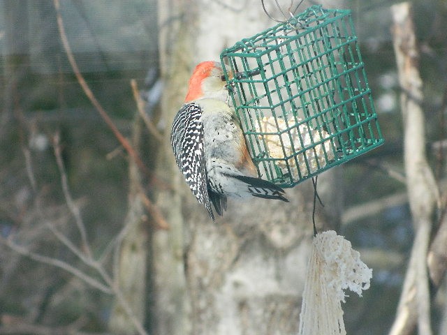 Red-bellied Woodpecker - Mike Bird