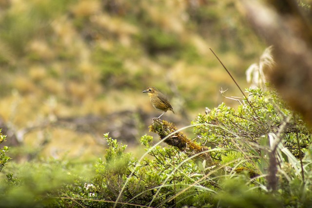 Bird in its habitat; Cajamarca, Peru. - Tawny Antpitta - 