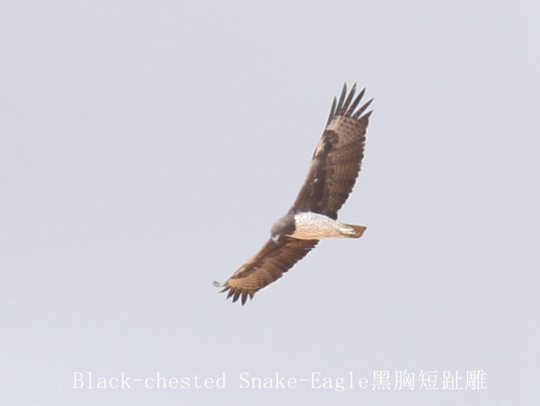 Black-chested Snake-Eagle - ML244698951