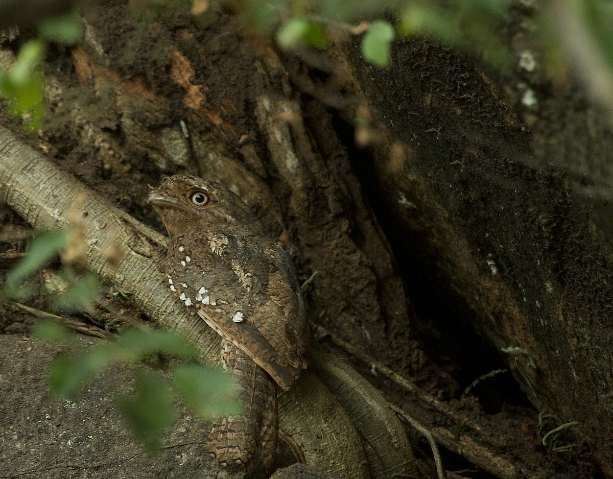 Sri Lanka Frogmouth - ML24470641