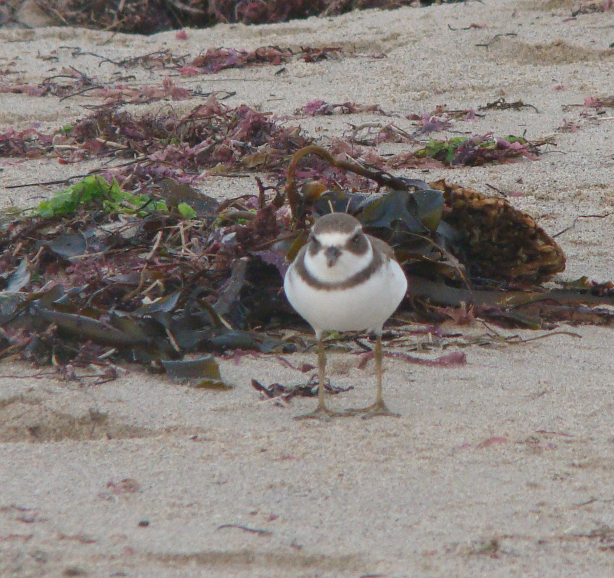 Semipalmated Plover - Steve Patmore