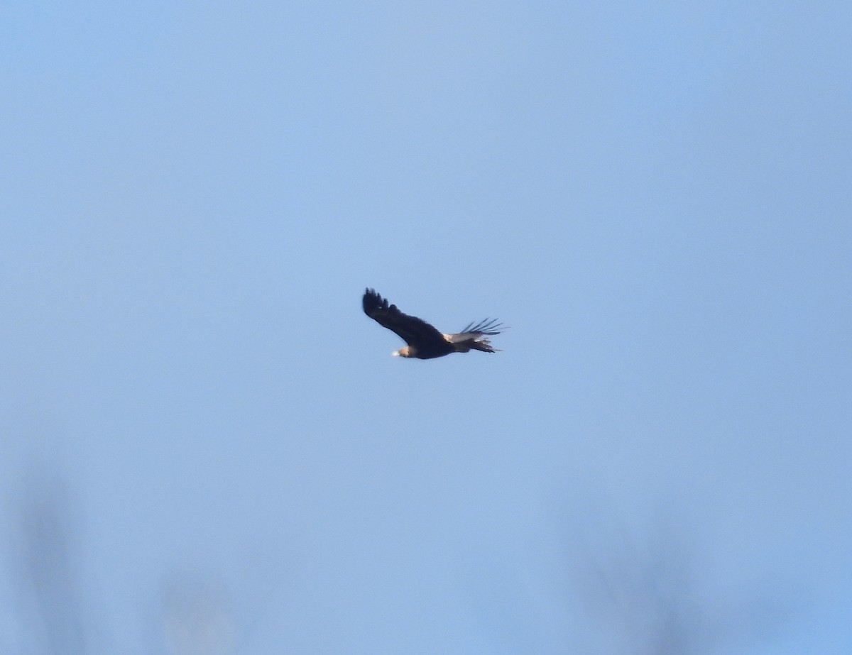 Wedge-tailed Eagle - ML244708021