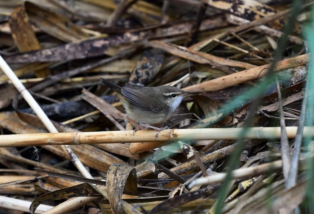 Pale-footed Bush Warbler - Somkiat Pakapinyo