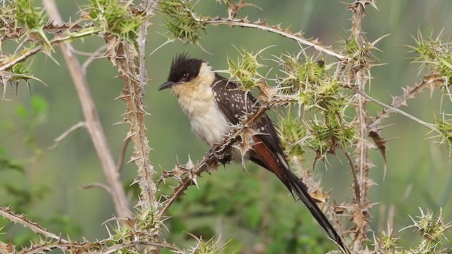 Great Spotted Cuckoo - ML244711471