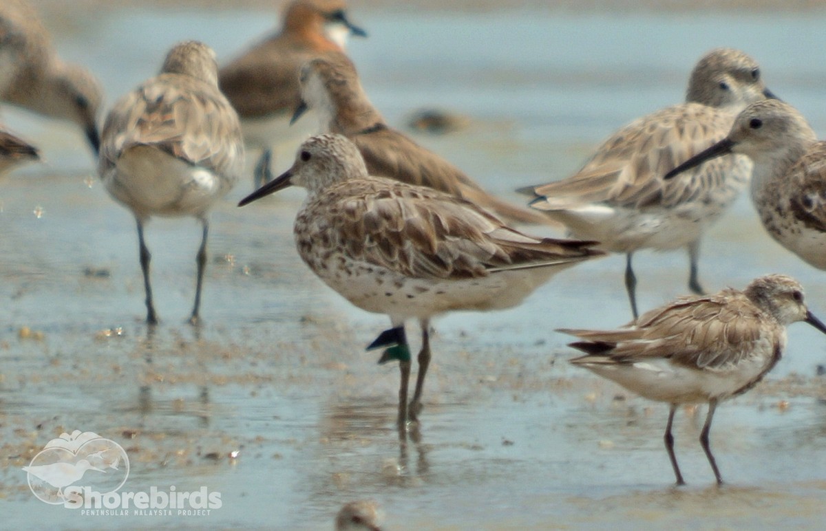 Great Knot - ML244711531