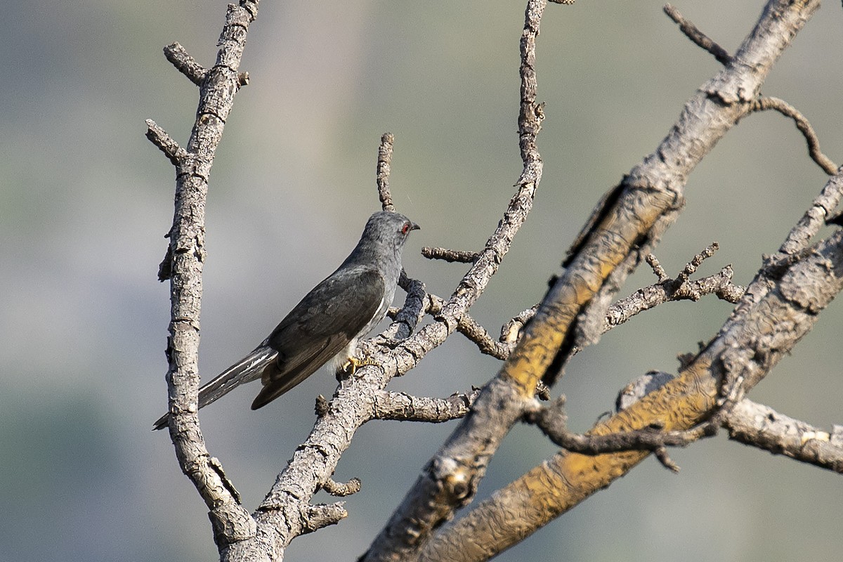 Gray-bellied Cuckoo - Celesta von Chamier