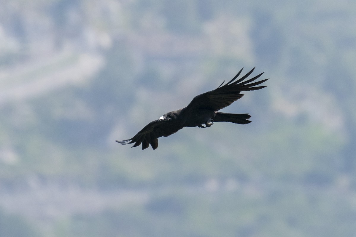 Large-billed Crow - Celesta von Chamier