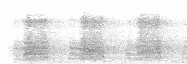Sulphur-crested Cockatoo - ML244720931