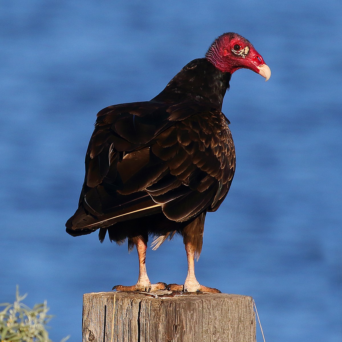 Turkey Vulture - ML244723821