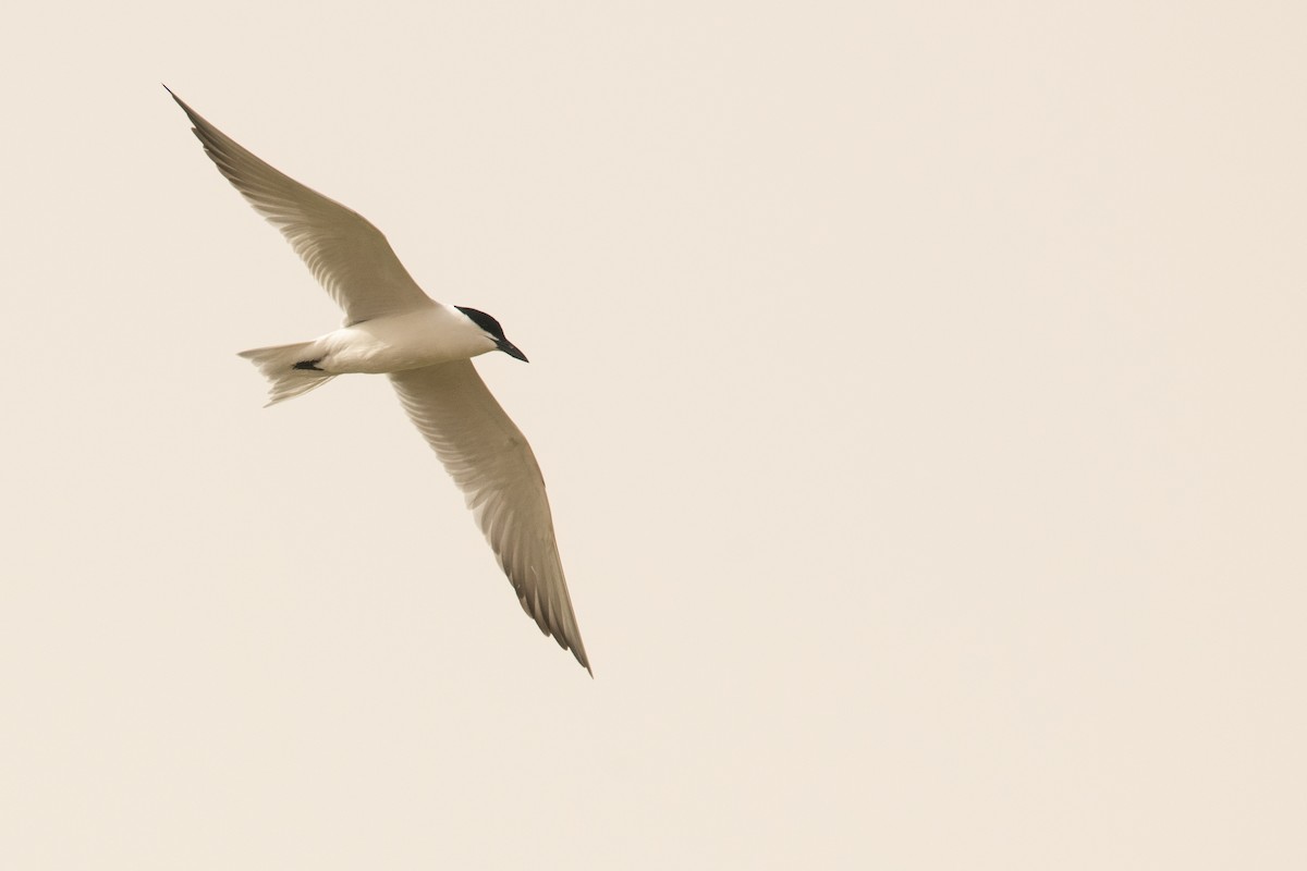 Gull-billed Tern - ML244724701