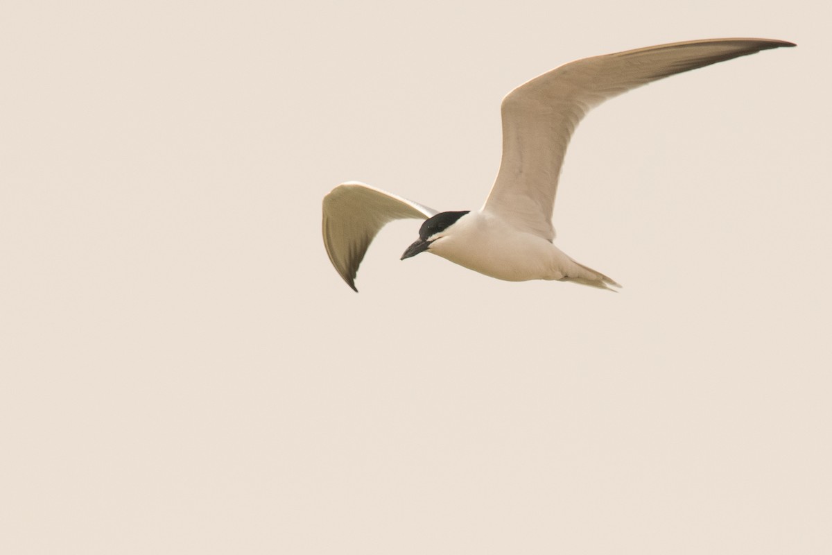 Gull-billed Tern - Frédéric Bacuez