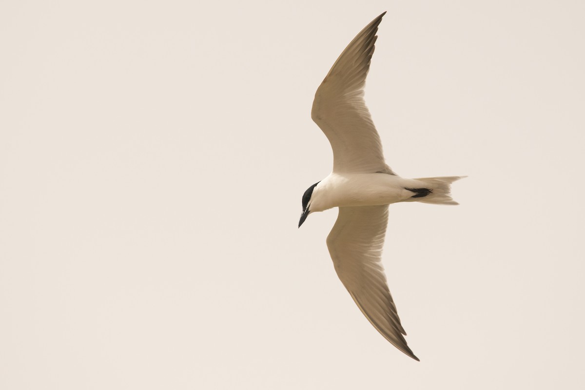 Gull-billed Tern - ML244724741