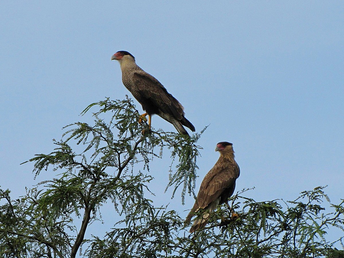 Crested Caracara (Southern) - ML244726351