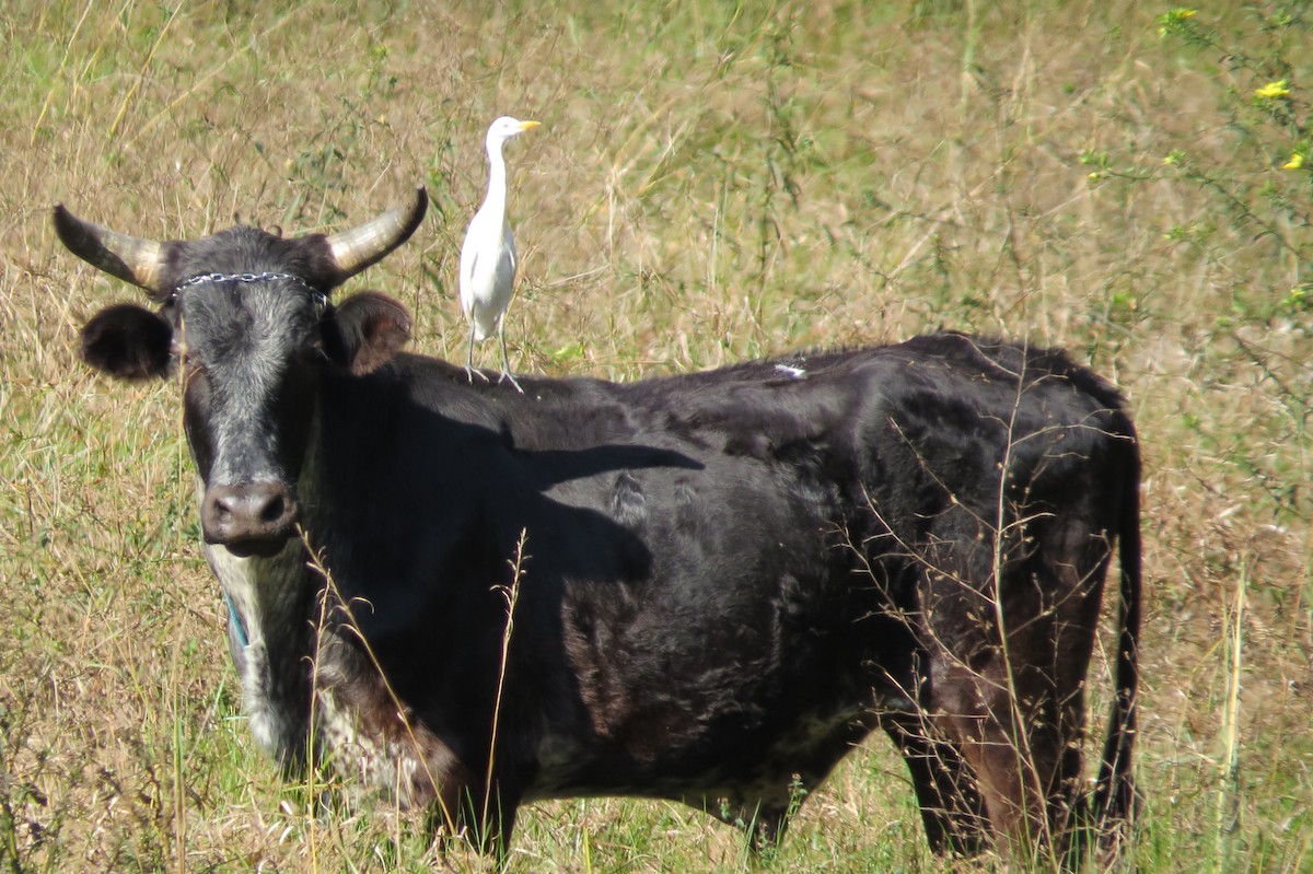 Western Cattle Egret - ML244729281