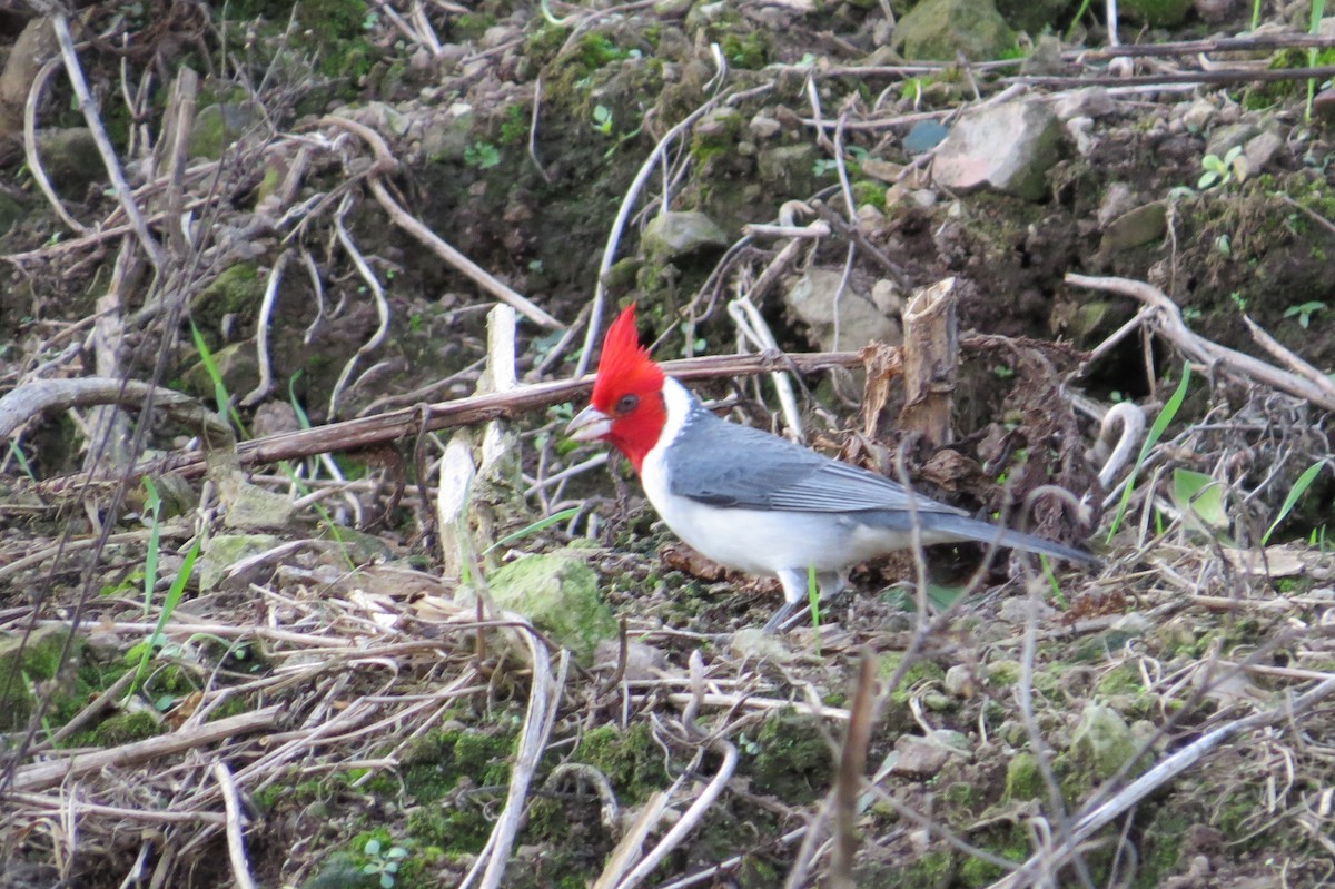 Red-crested Cardinal - ML244729501