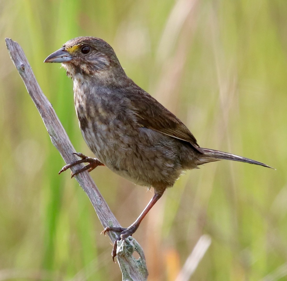 Seaside Sparrow (Atlantic) - Daniel S.