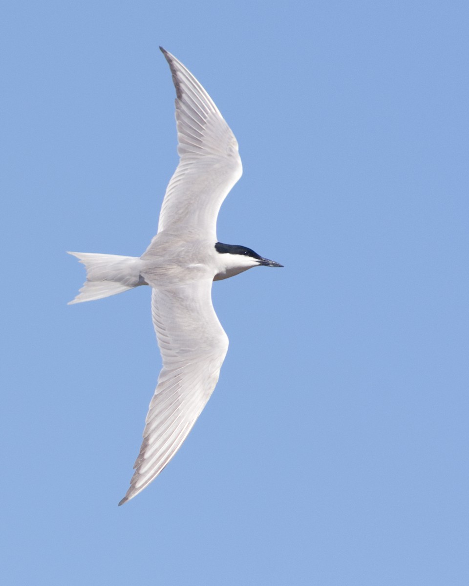 Gull-billed Tern - ML244737001