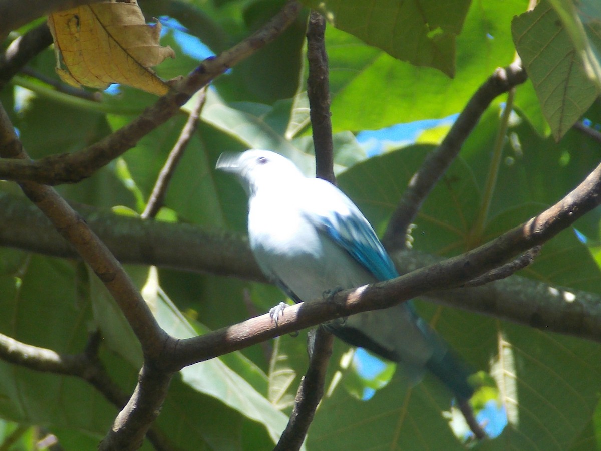 Blue-gray Tanager - ML244737161