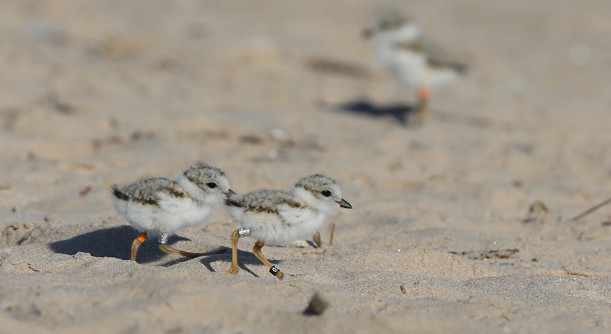 Piping Plover ML244741611