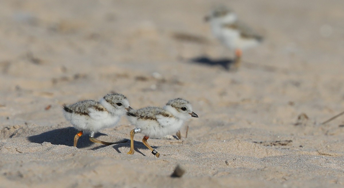 Piping Plover - Matthew Brown