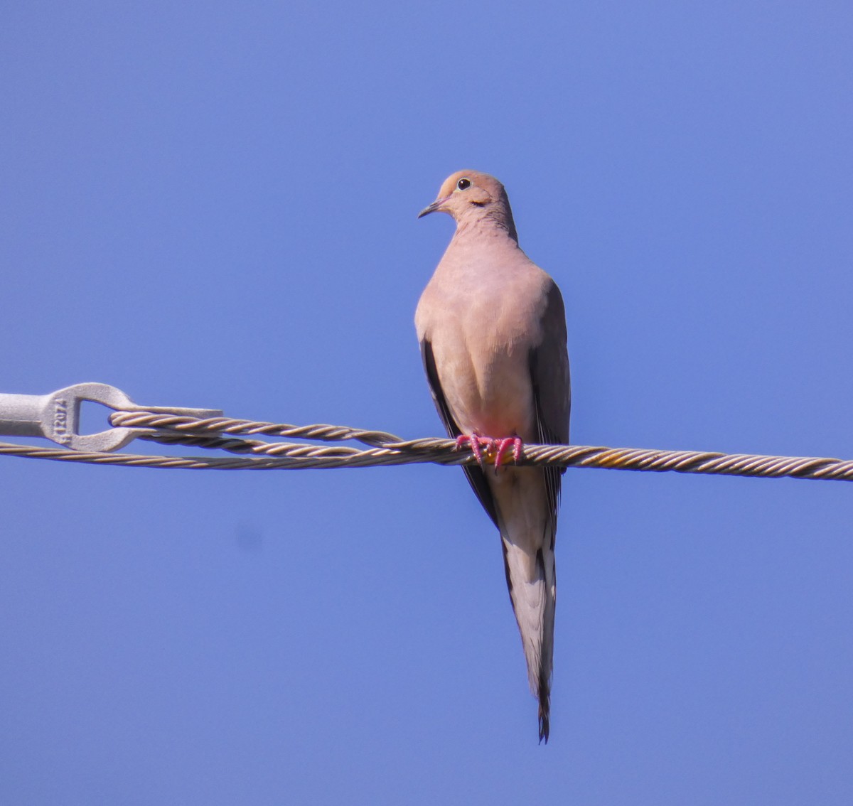 Mourning Dove - Dave Hart