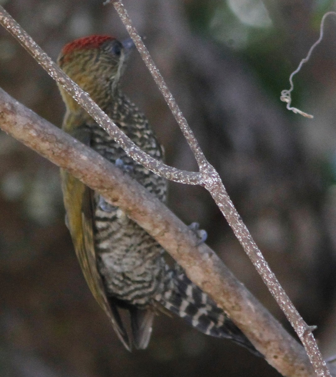 Red-stained Woodpecker - ML244744731