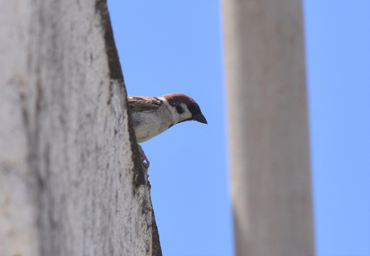 Eurasian Tree Sparrow - Lorenzo Cocco