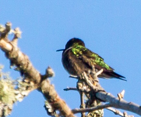 Ruby-throated Hummingbird - ML244747421