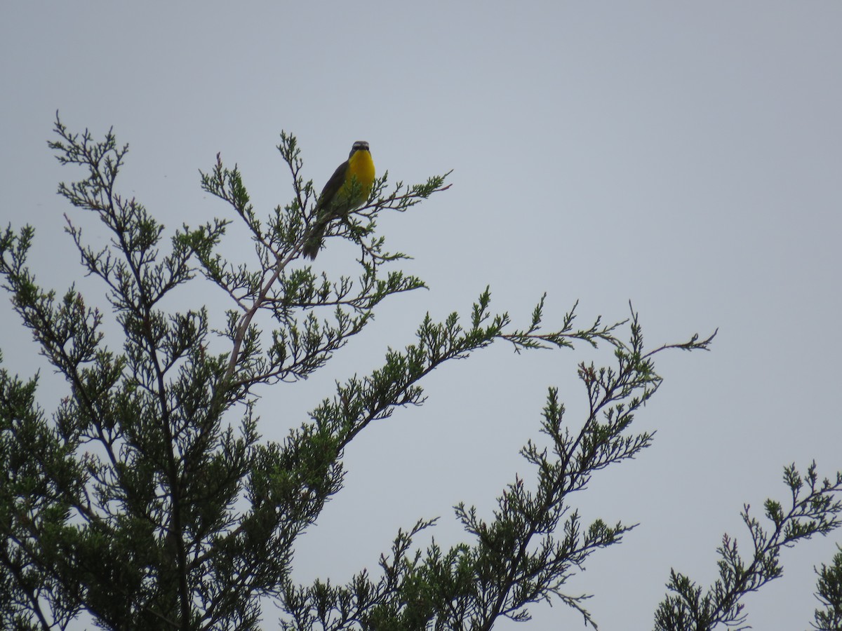 Yellow-breasted Chat - ML244748431