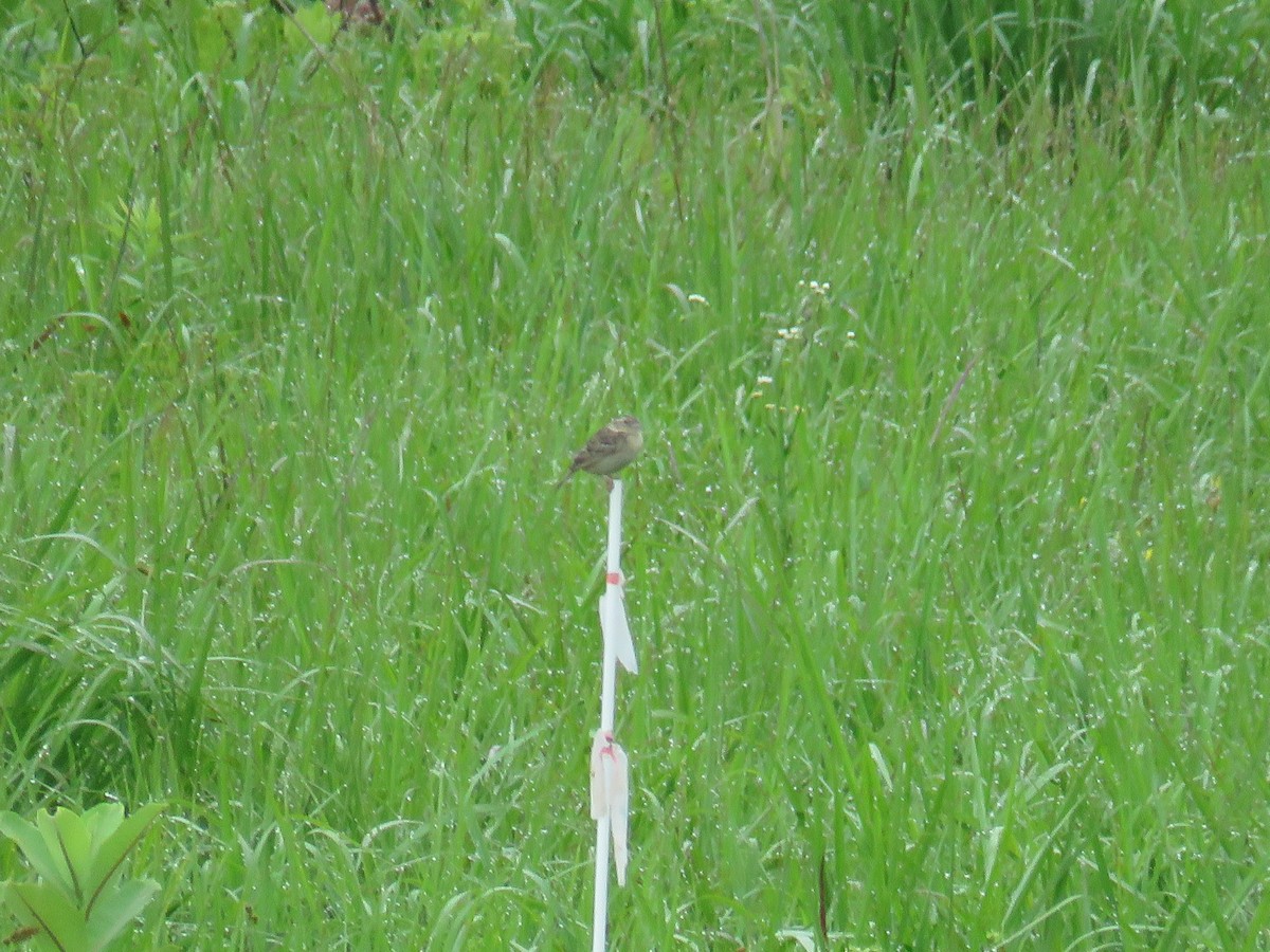 Grasshopper Sparrow - ML244748851